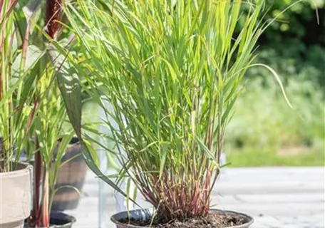 Panicum virgatum 'Rehbraun' - Garten-Ruten-Hirse