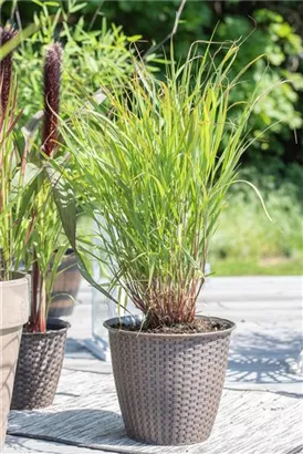 Garten-Ruten-Hirse - Panicum virgatum 'Rehbraun'