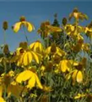 Garten-Fallschirm-Sonnenhut - Rudbeckia nitida 'Herbstsonne'