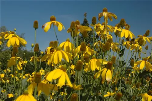 Garten-Fallschirm-Sonnenhut - Rudbeckia nitida 'Herbstsonne'