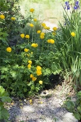 Europäische Trollblume - Trollius europaeus