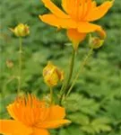 Europäische Trollblume - Trollius europaeus