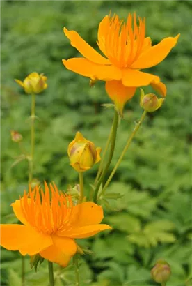 Europäische Trollblume - Trollius europaeus