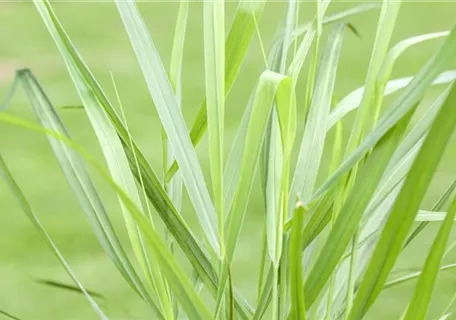 Panicum virgatum 'Rotstrahlbusch' - Garten-Ruten-Hirse