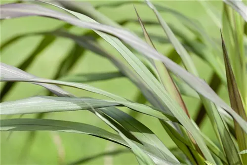 Garten-Ruten-Hirse - Panicum virgatum 'Rotstrahlbusch'