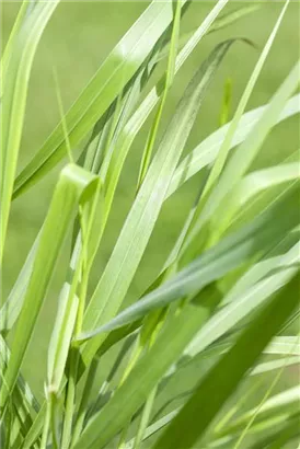 Garten-Ruten-Hirse - Panicum virgatum 'Rotstrahlbusch'