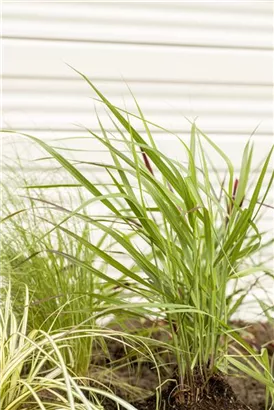 Garten-Ruten-Hirse - Panicum virgatum 'Rotstrahlbusch'