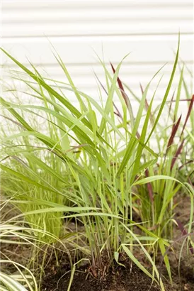 Garten-Ruten-Hirse - Panicum virgatum 'Rotstrahlbusch'