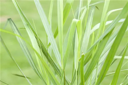 Garten-Ruten-Hirse - Panicum virgatum 'Rotstrahlbusch'