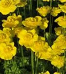 Zwergige Himalaya-Trollblume - Trollius pumilus