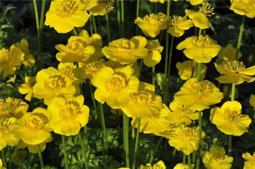 Zwergige Himalaya-Trollblume - Trollius pumilus