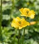 Zwergige Himalaya-Trollblume - Trollius pumilus