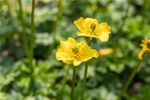 Zwergige Himalaya-Trollblume - Trollius pumilus