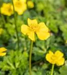 Zwergige Himalaya-Trollblume - Trollius pumilus