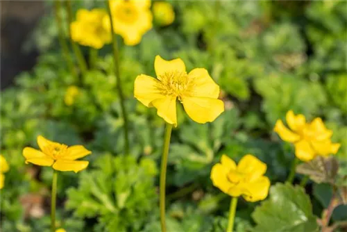 Zwergige Himalaya-Trollblume - Trollius pumilus