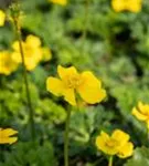 Zwergige Himalaya-Trollblume - Trollius pumilus