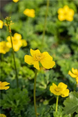 Zwergige Himalaya-Trollblume - Trollius pumilus