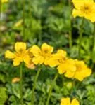 Zwergige Himalaya-Trollblume - Trollius pumilus