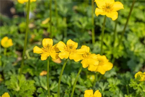 Zwergige Himalaya-Trollblume - Trollius pumilus