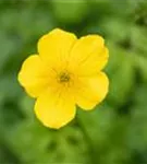 Zwergige Himalaya-Trollblume - Trollius pumilus