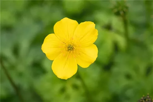 Zwergige Himalaya-Trollblume - Trollius pumilus