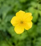 Zwergige Himalaya-Trollblume - Trollius pumilus