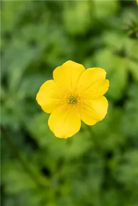 Zwergige Himalaya-Trollblume - Trollius pumilus