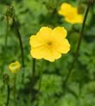 Zwergige Himalaya-Trollblume - Trollius pumilus