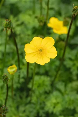 Zwergige Himalaya-Trollblume - Trollius pumilus