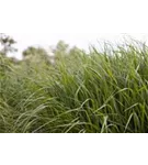 Garten-Ruten-Hirse - Panicum virgatum 'Strictum'