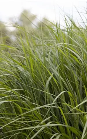 Panicum virgatum 'Strictum'