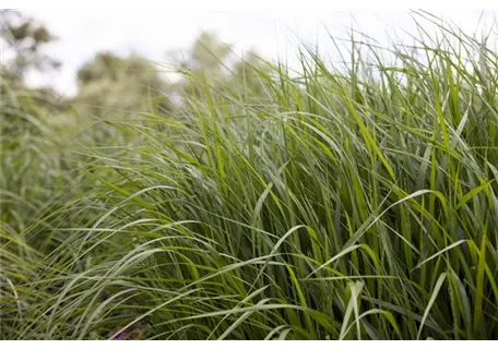 Panicum virgatum 'Strictum' - Garten-Ruten-Hirse