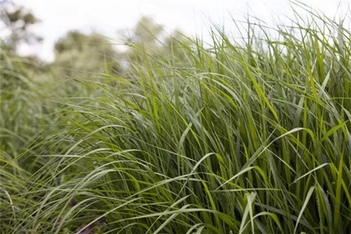 Garten-Ruten-Hirse - Panicum virgatum 'Strictum'