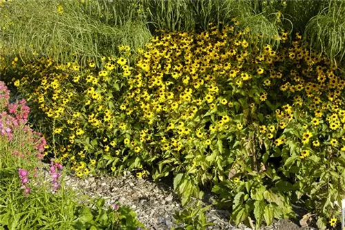 Dreilappiger Sonnenhut - Rudbeckia triloba