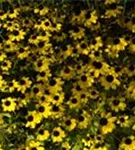 Dreilappiger Sonnenhut - Rudbeckia triloba