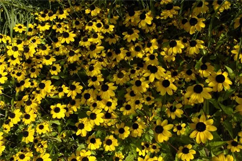 Dreilappiger Sonnenhut - Rudbeckia triloba