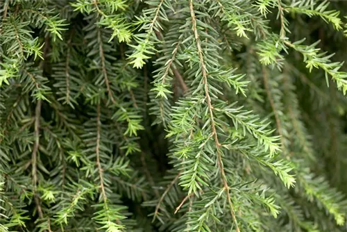 Hänge-Hemlocktanne - Tsuga canadensis 'Pendula'