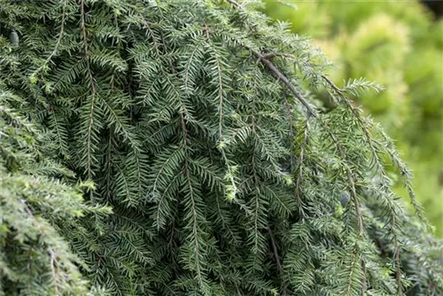 Hänge-Hemlocktanne - Tsuga canadensis 'Pendula'