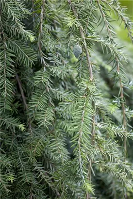 Hänge-Hemlocktanne - Tsuga canadensis 'Pendula'