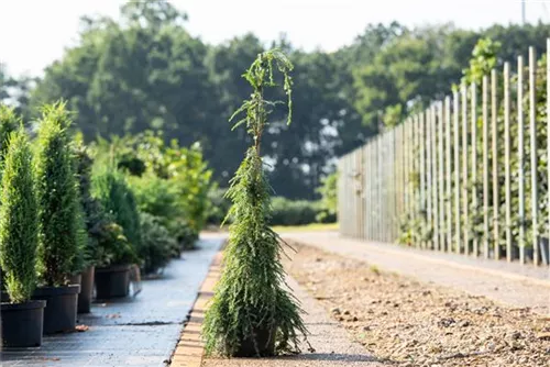 Hänge-Hemlocktanne - Tsuga canadensis 'Pendula'