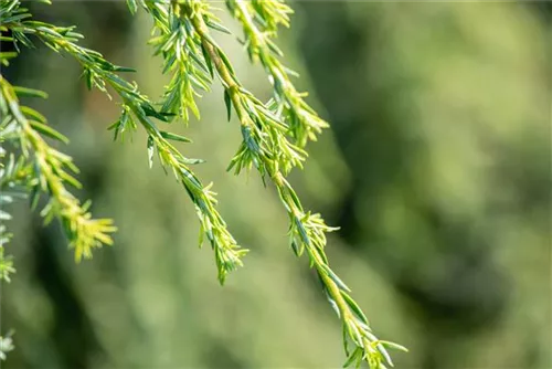 Hänge-Hemlocktanne - Tsuga canadensis 'Pendula'