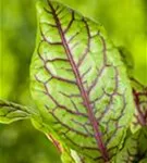 Großer Sauerampfer - Rumex acetosa