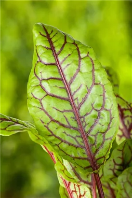 Großer Sauerampfer - Rumex acetosa