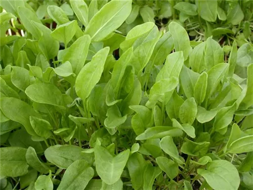 Großer Sauerampfer - Rumex acetosa