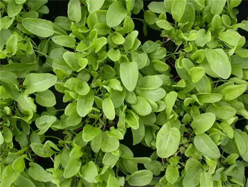 Großer Sauerampfer - Rumex acetosa