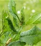 Großer Sauerampfer - Rumex acetosa