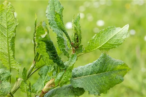 Großer Sauerampfer - Rumex acetosa