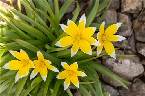 Späte Tulpe - Tulipa tarda