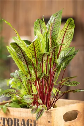 Blut-Ampfer - Rumex sanguineus