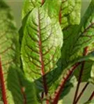 Blut-Ampfer - Rumex sanguineus